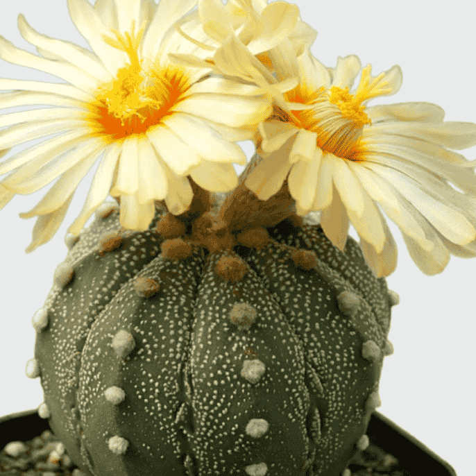 Astrophytum Cactus - Image 2