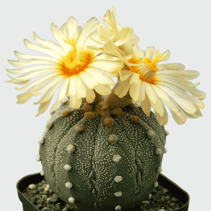 Astrophytum cactus with star-shaped ribs and dotted patterns placed in a small pot, showing its symmetrical structure and decorative appearance.