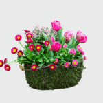 Garden Cosmos flower plant