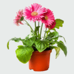 Close-up of vibrant red Gerbera daisy with yellow center, being planted with garden trowel and fresh potting soil in a sunny container.