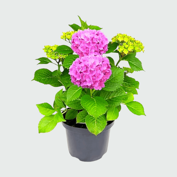 Hydrangea flower plant (1)