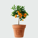 Orange fruit plant with ripe citrus fruits and lush green leaves.