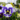 Pansy Viola (Small colour-rich flowers) (2)