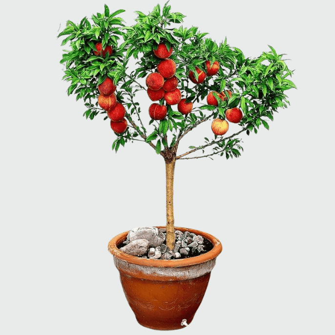 Healthy peach tree with green leaves and ripening peaches in an orchard.