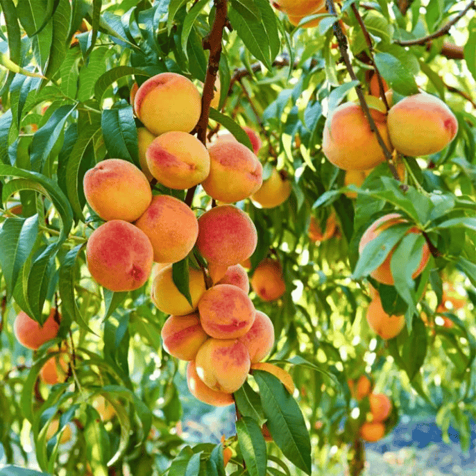 Peach tree (Aaroo / آڑو) - Image 2