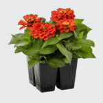 Vibrant red zinnia flower in full bloom with green foliage background.