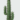 Saguaro Cactus (1)