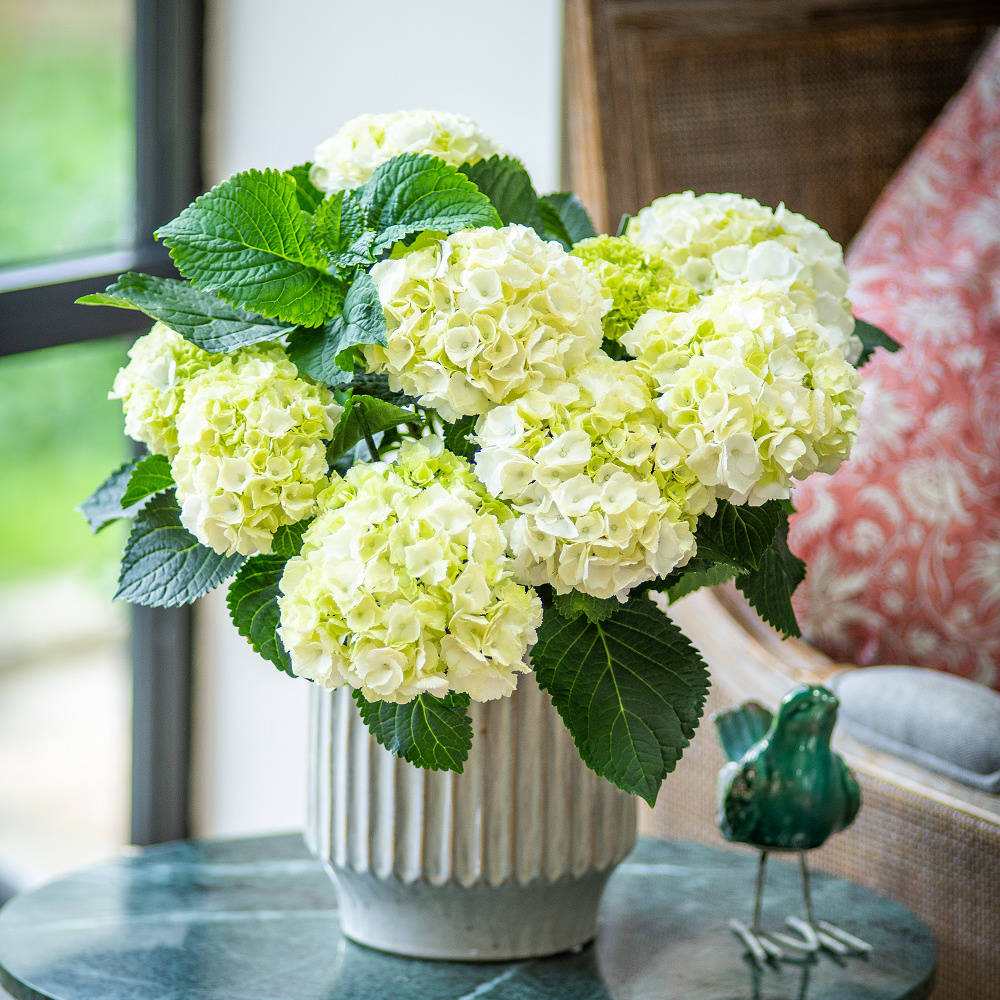 White-Hydrangea-Pot