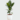 Rubber Tree Plant