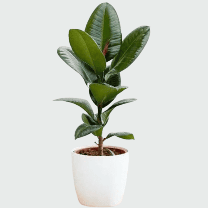 Rubber Tree Plant