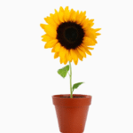 Sunflower plant growing in a garden with bright yellow petals and green leaves.
