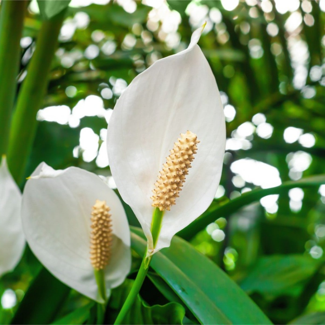 Peace Lily (1)