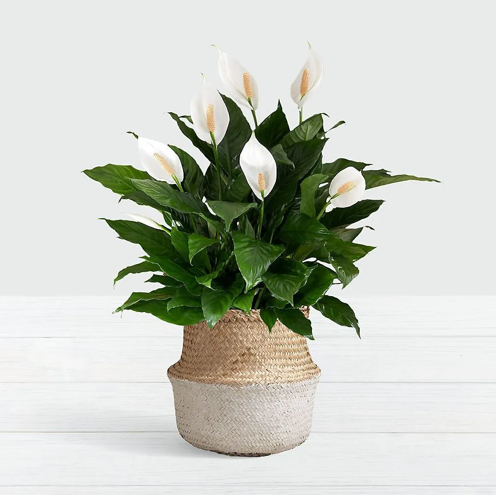 Peace Lily