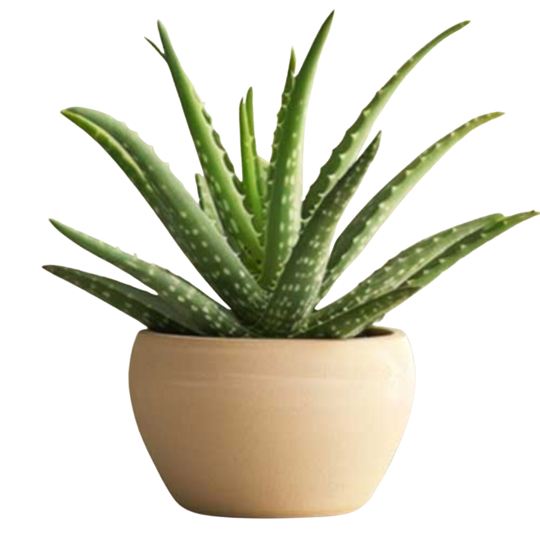 Aloe vera (1)