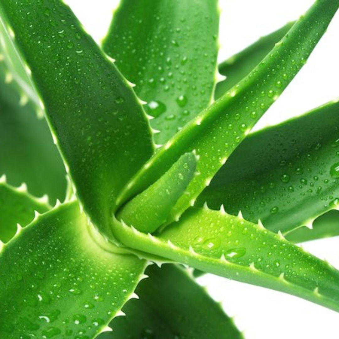 Aloe vera