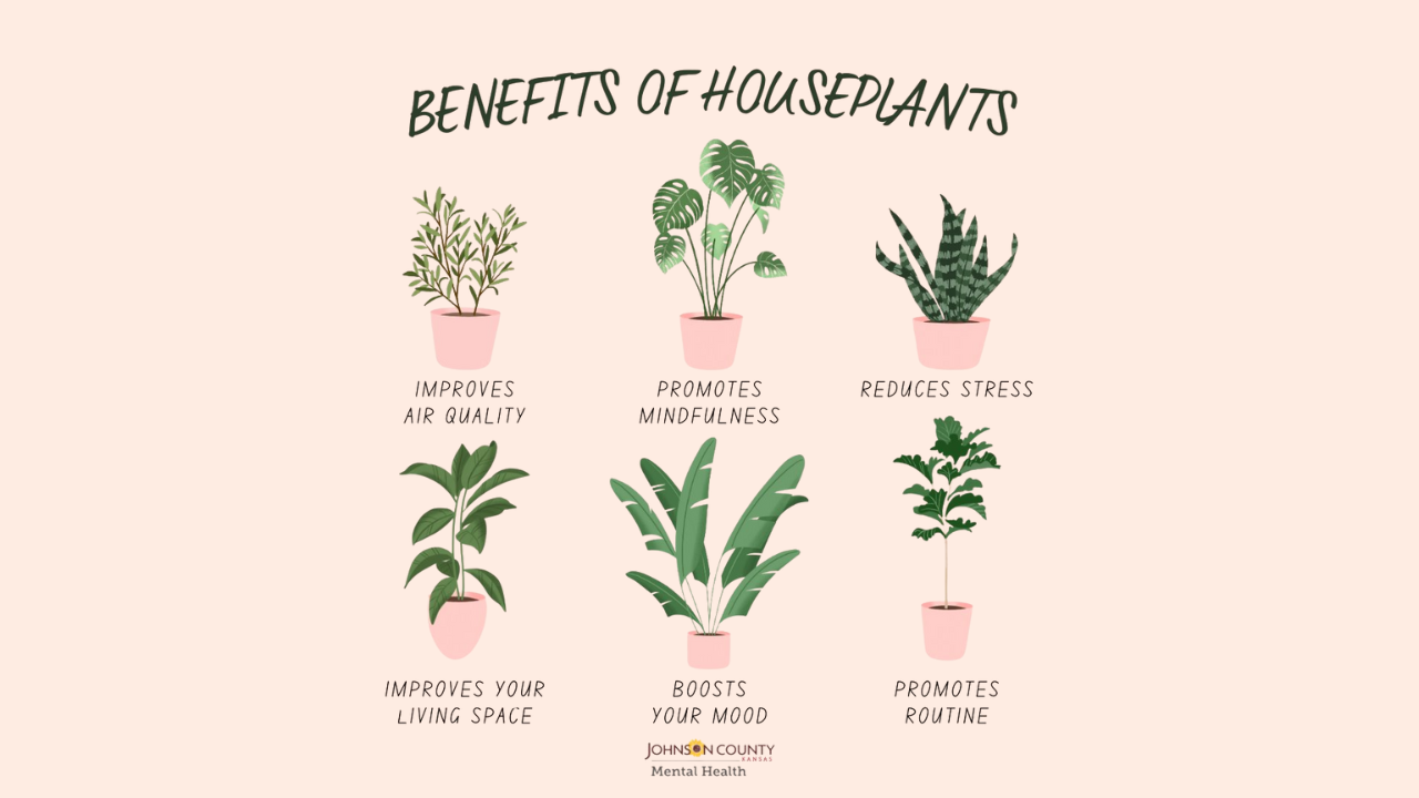 Benefits of Indoor and Outdoor Plants