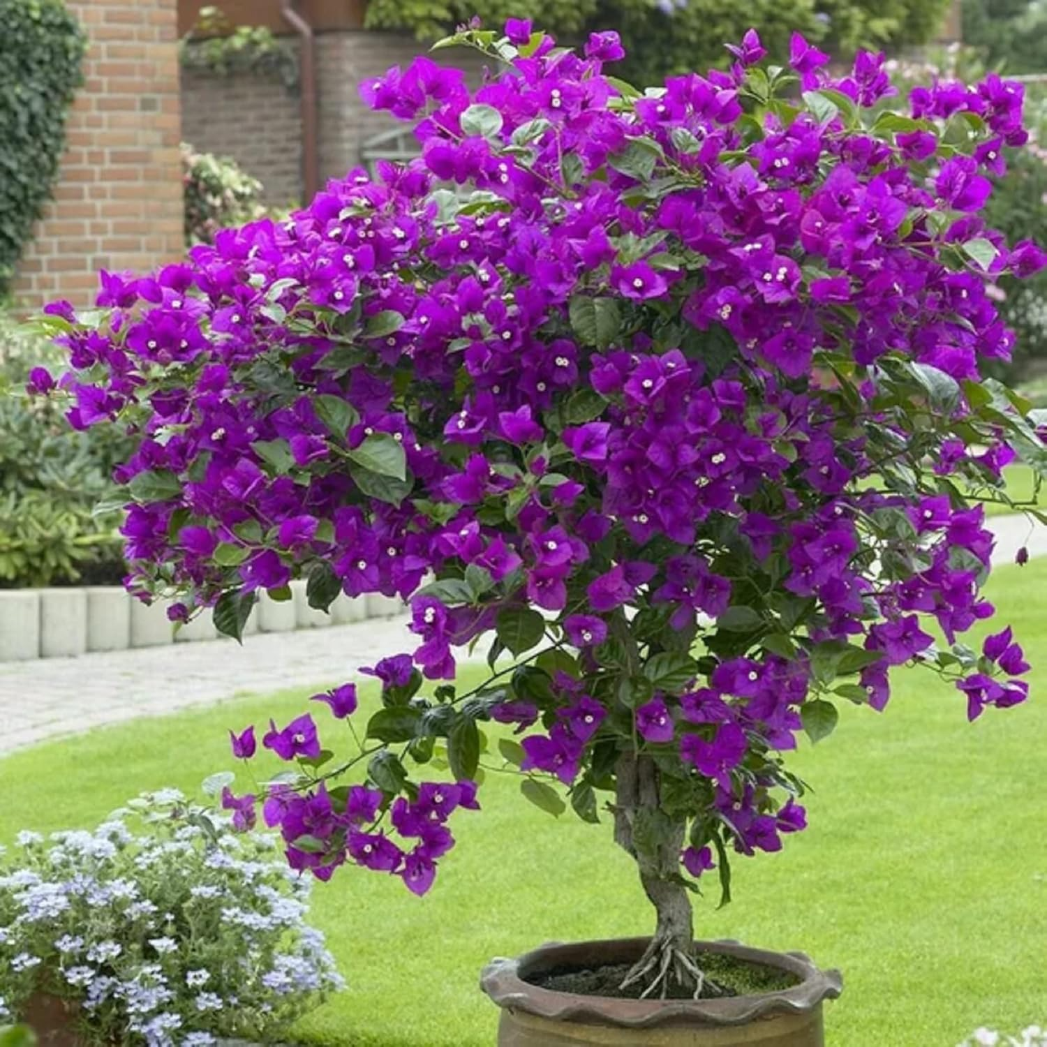 Bougainvillea 2