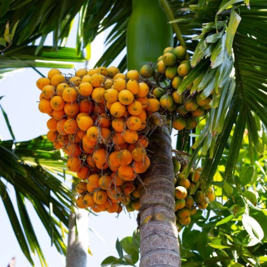 Butterfly Palm Seeds