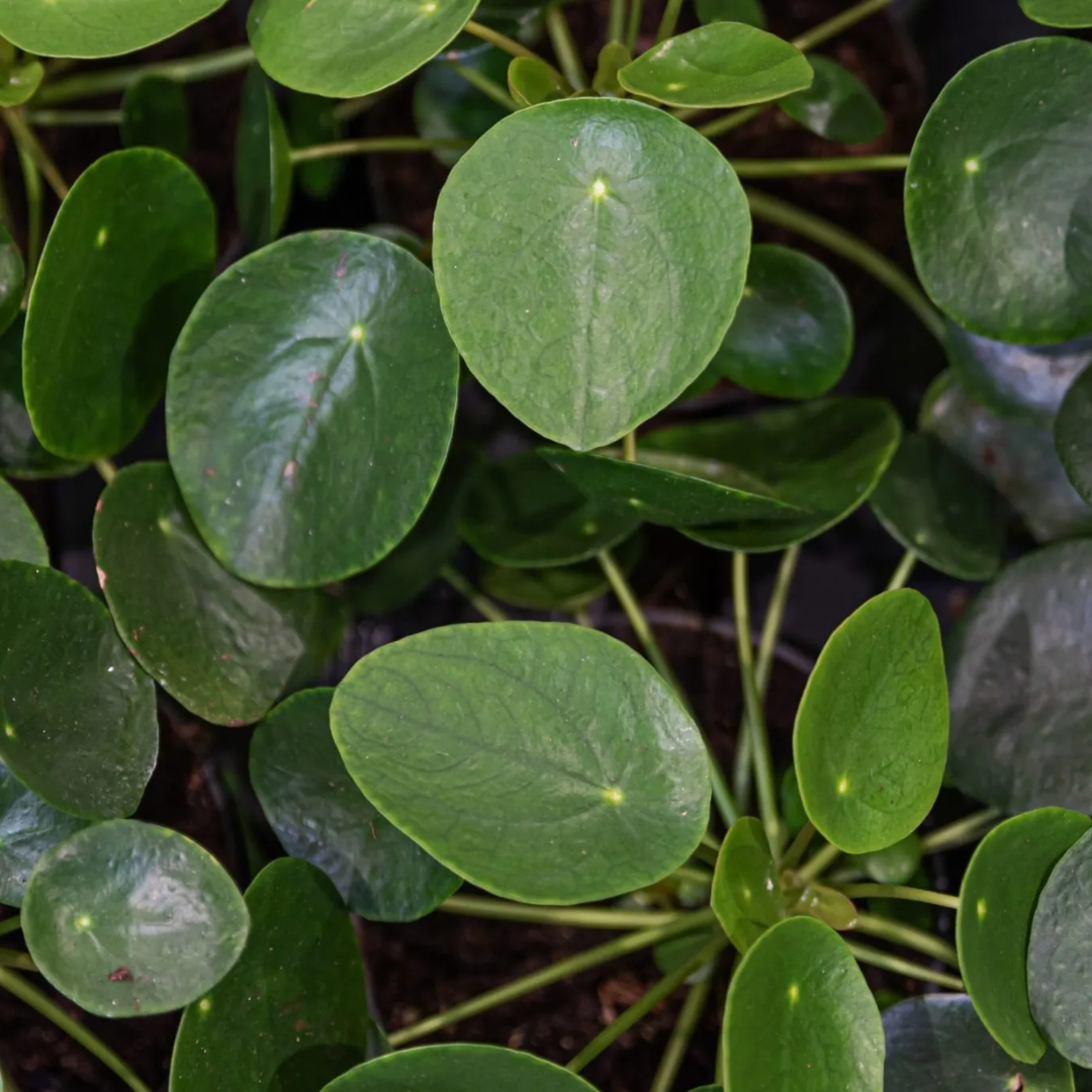 Chinese Money Plant (2)