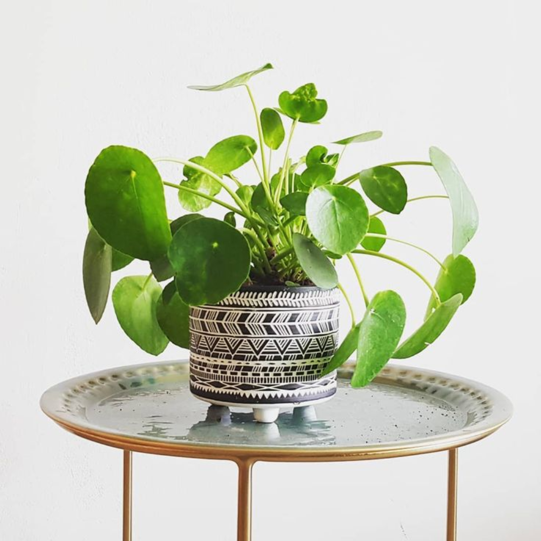 Chinese Money Plant