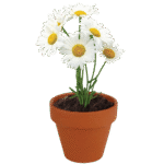 Bright white daisy flowers with yellow centers blooming in a garden, surrounded by green leaves.