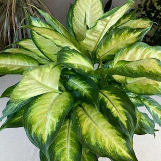 Dieffenbachia Seguine Plant Lush Tropical Indoor Greenery