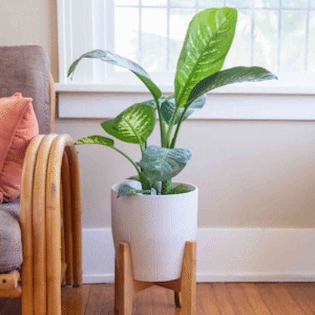 Dieffenbachia Seguine – Beautiful Indoor Foliage Plant