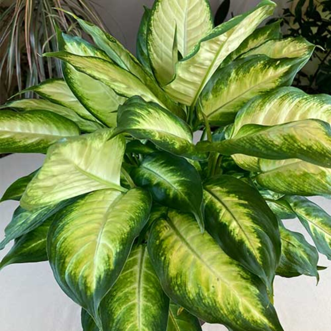 Dieffenbachia seguine 2
