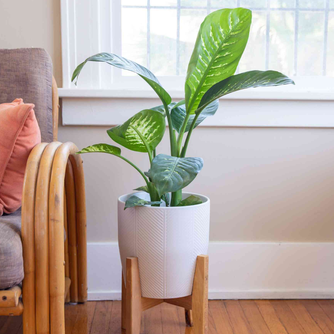 Dieffenbachia seguine