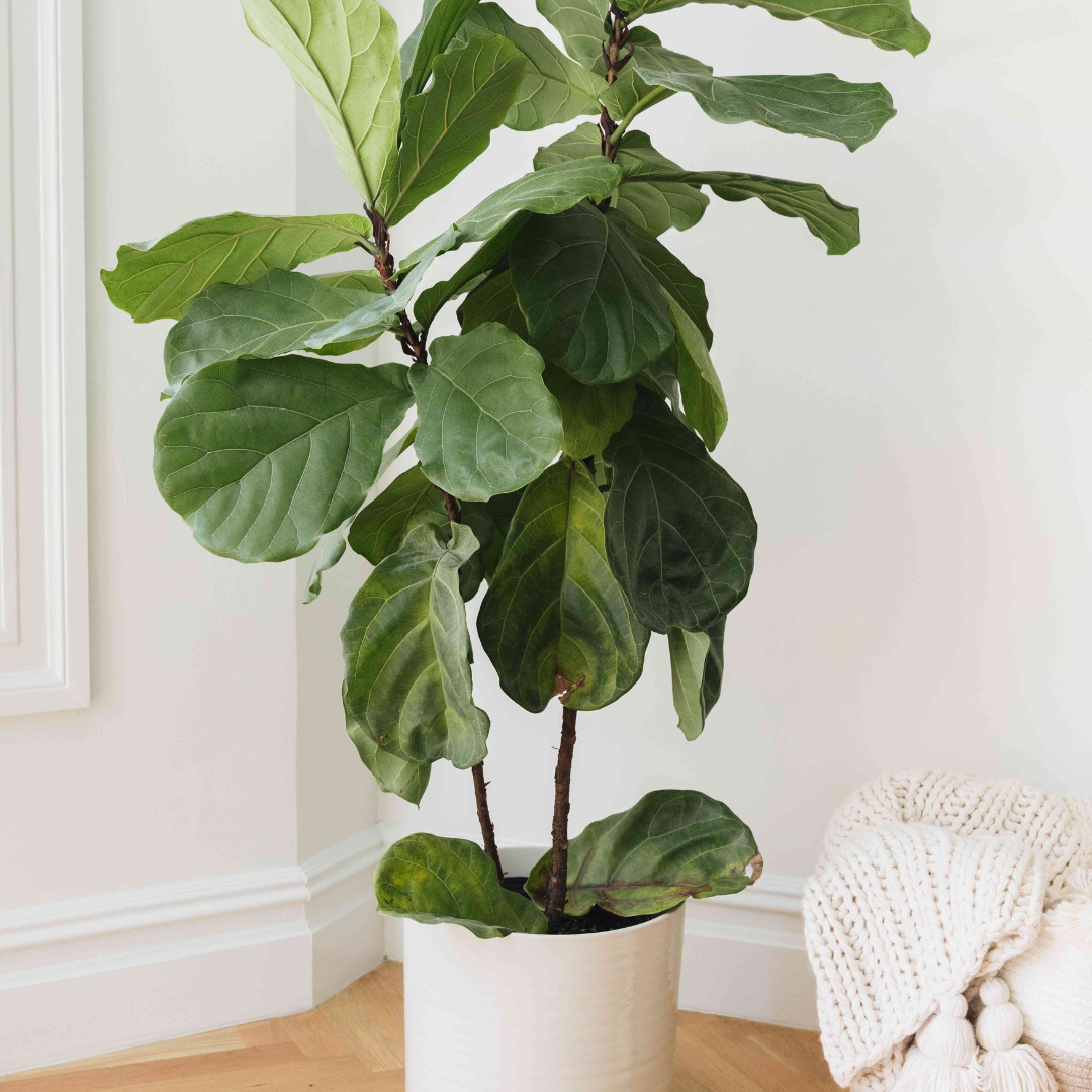 Ficus lyrata Plant - Image 3