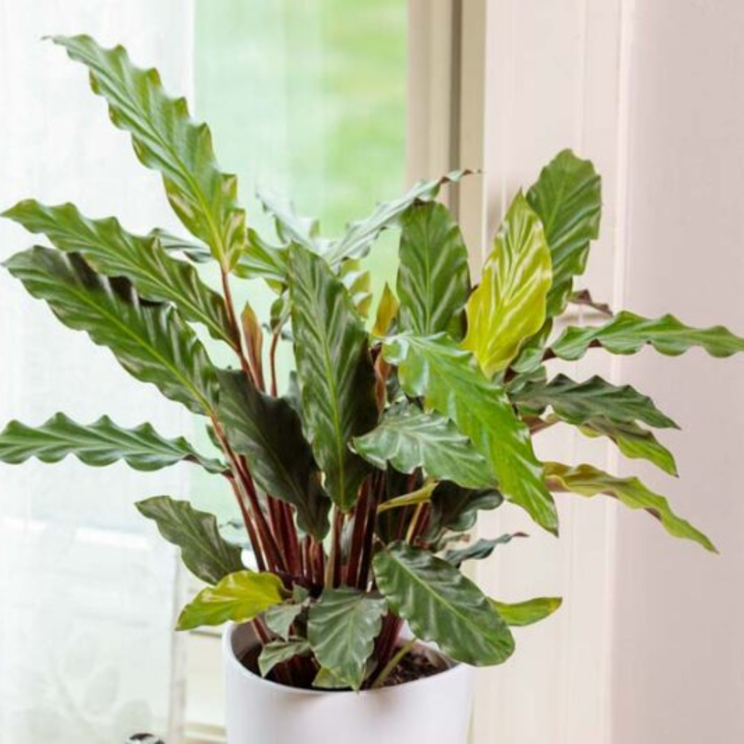 Goeppertia rufibarba