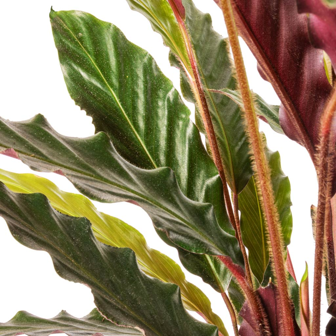 Goeppertia rufibarba 2