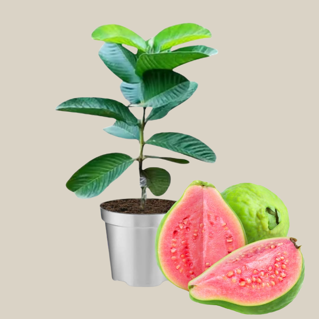 Guava Plants