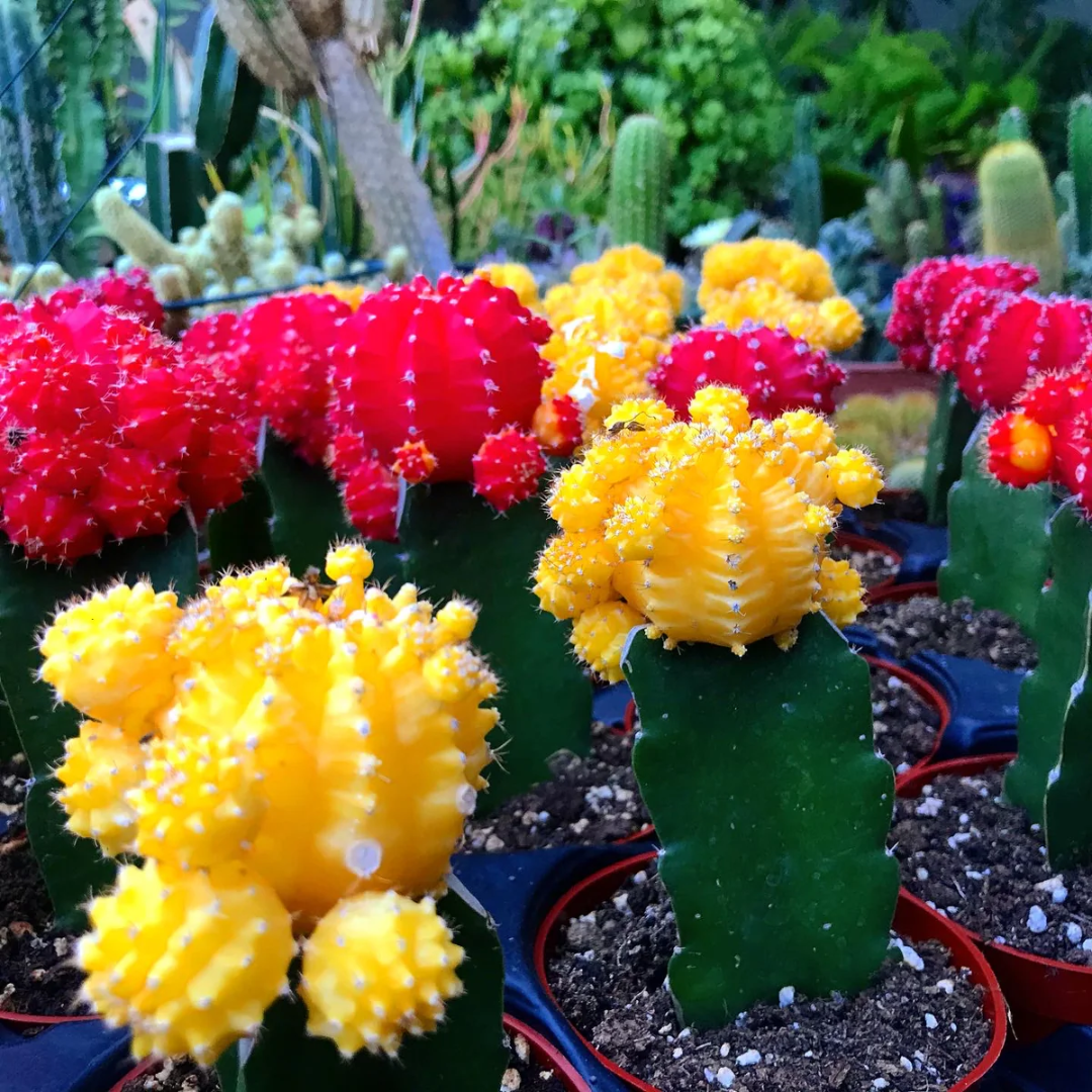 Gymnocalycium mihanovichii (2)