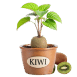 Fresh sliced kiwi fruit showing its bright green flesh with tiny black seeds and brown fuzzy skin.