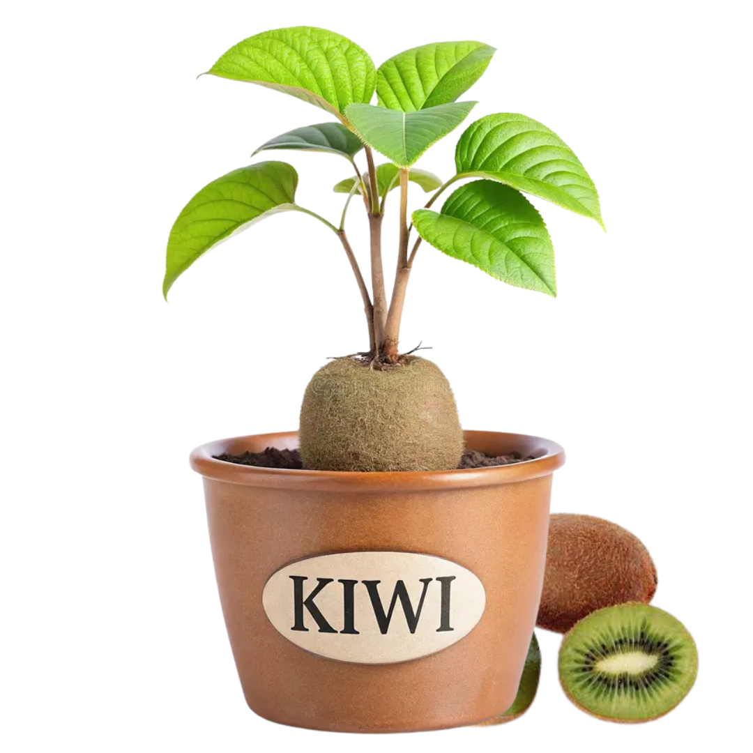 Kiwi