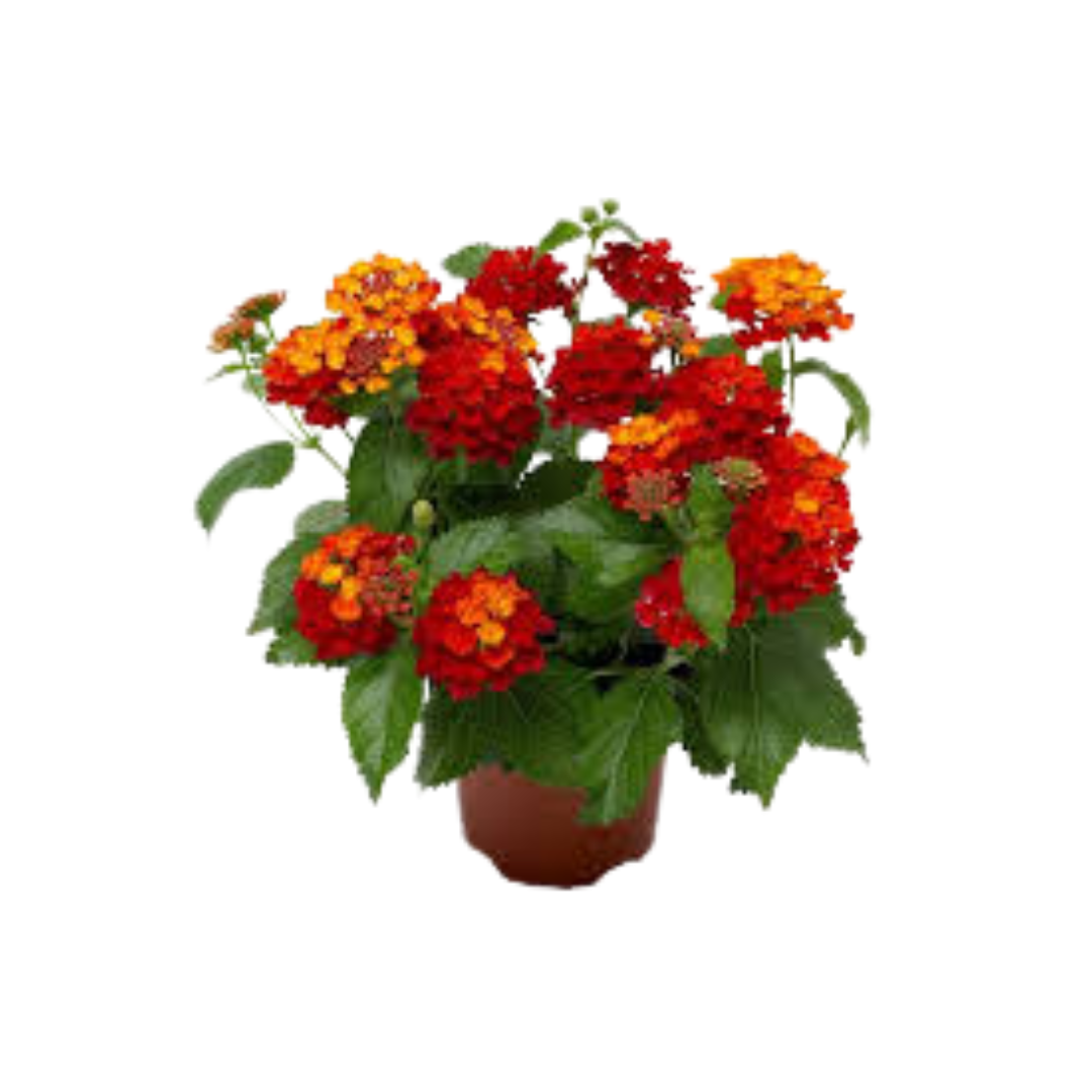 Lantana plan