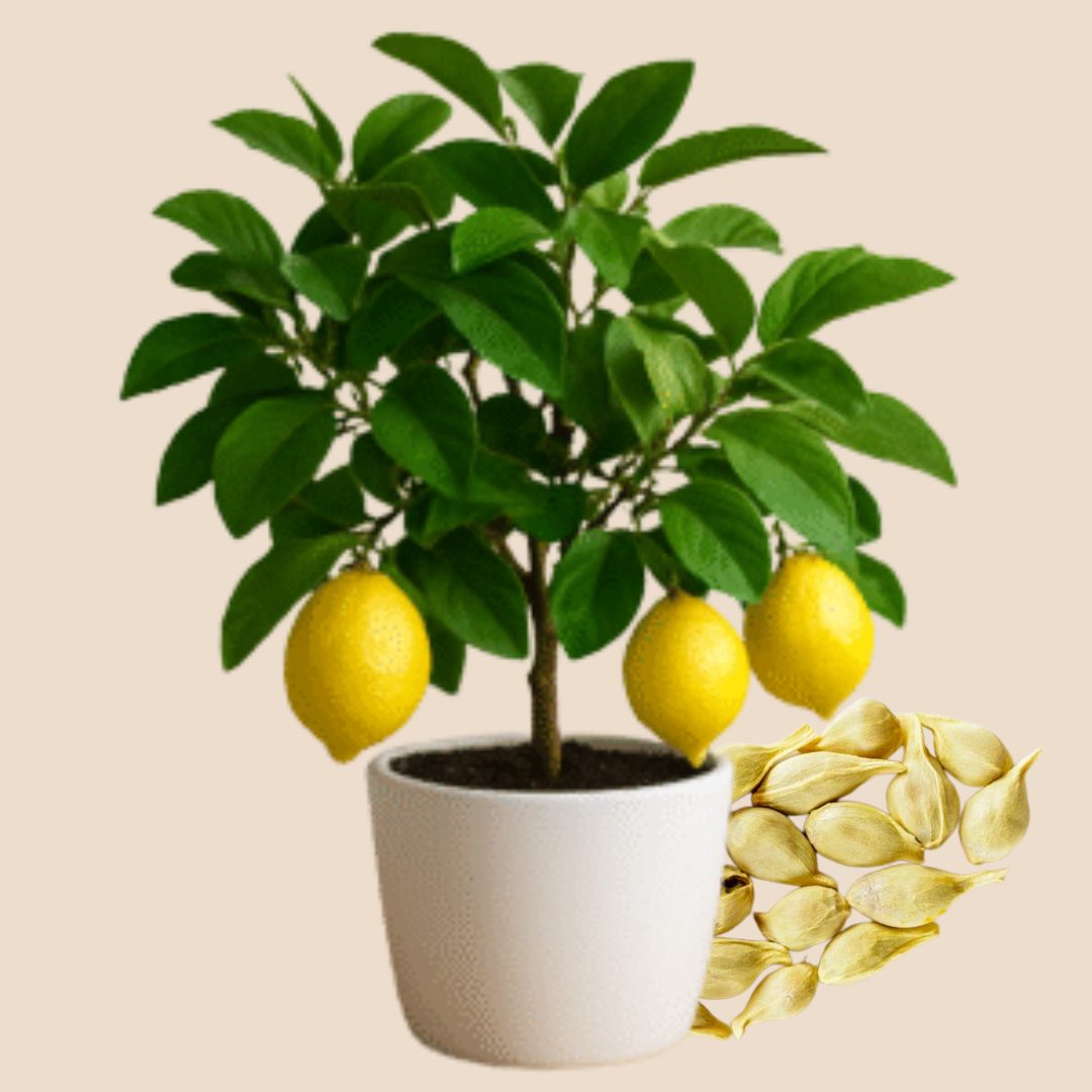 Lemon Seeds