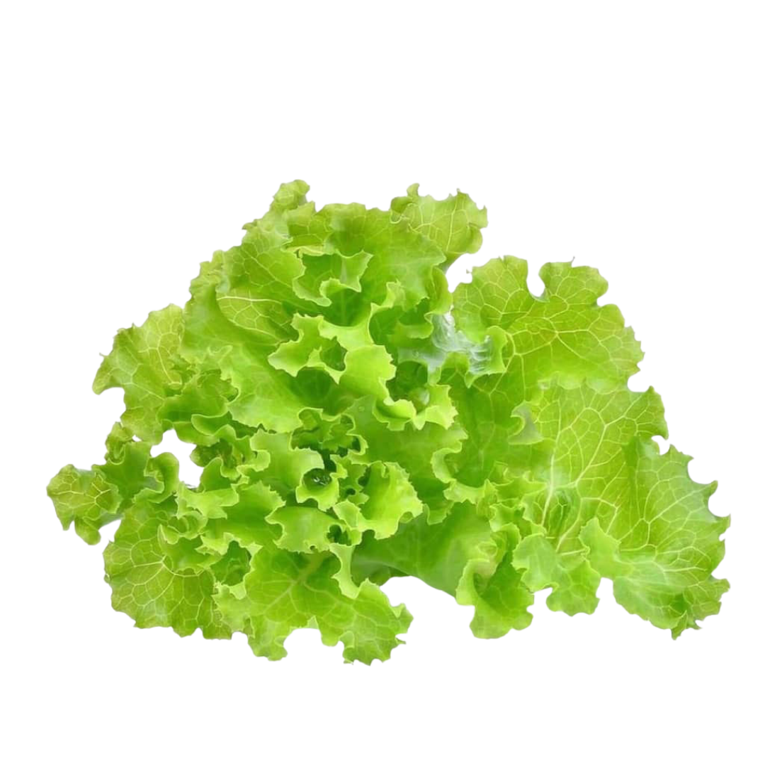 Lettuce (Salad Patta)