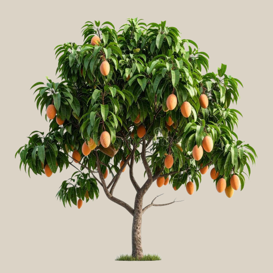 Mango Plant