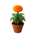 Bright orange and yellow marigold flower in full bloom, with layered petals and green leaves in the background.