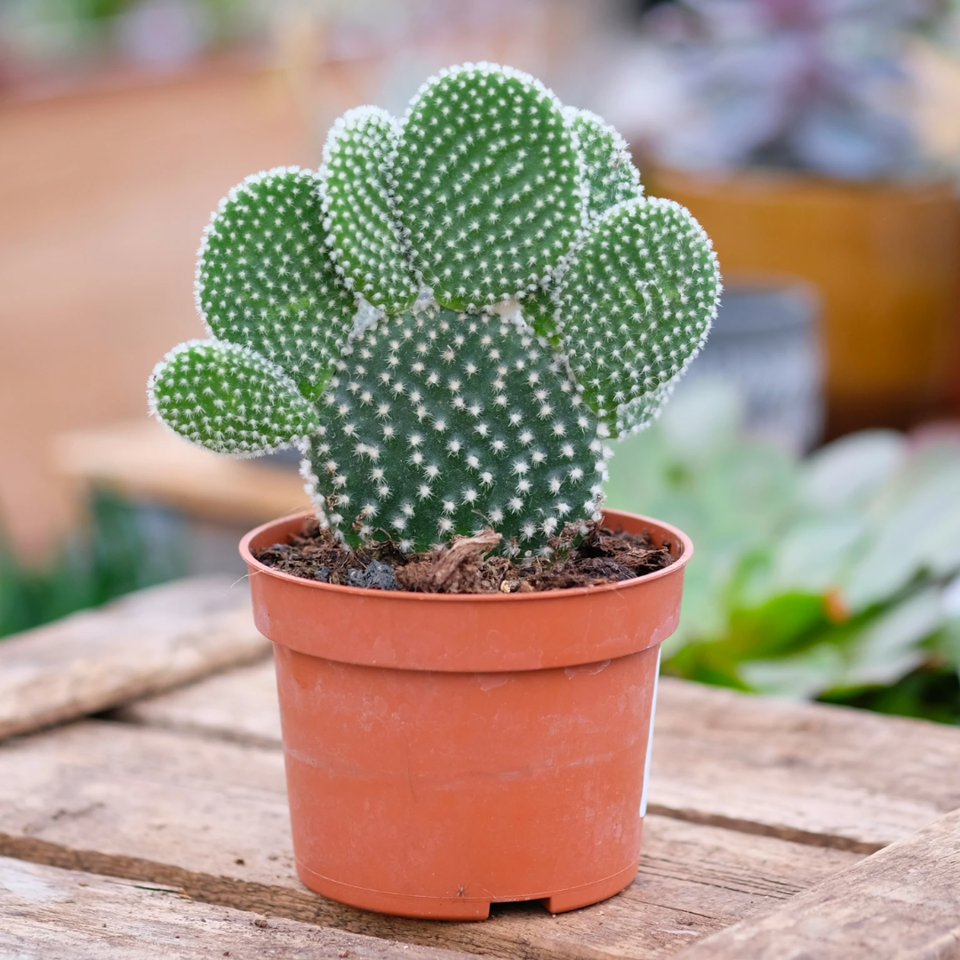 Opuntia microdasys (Bunny Ears Cactus) - Image 3