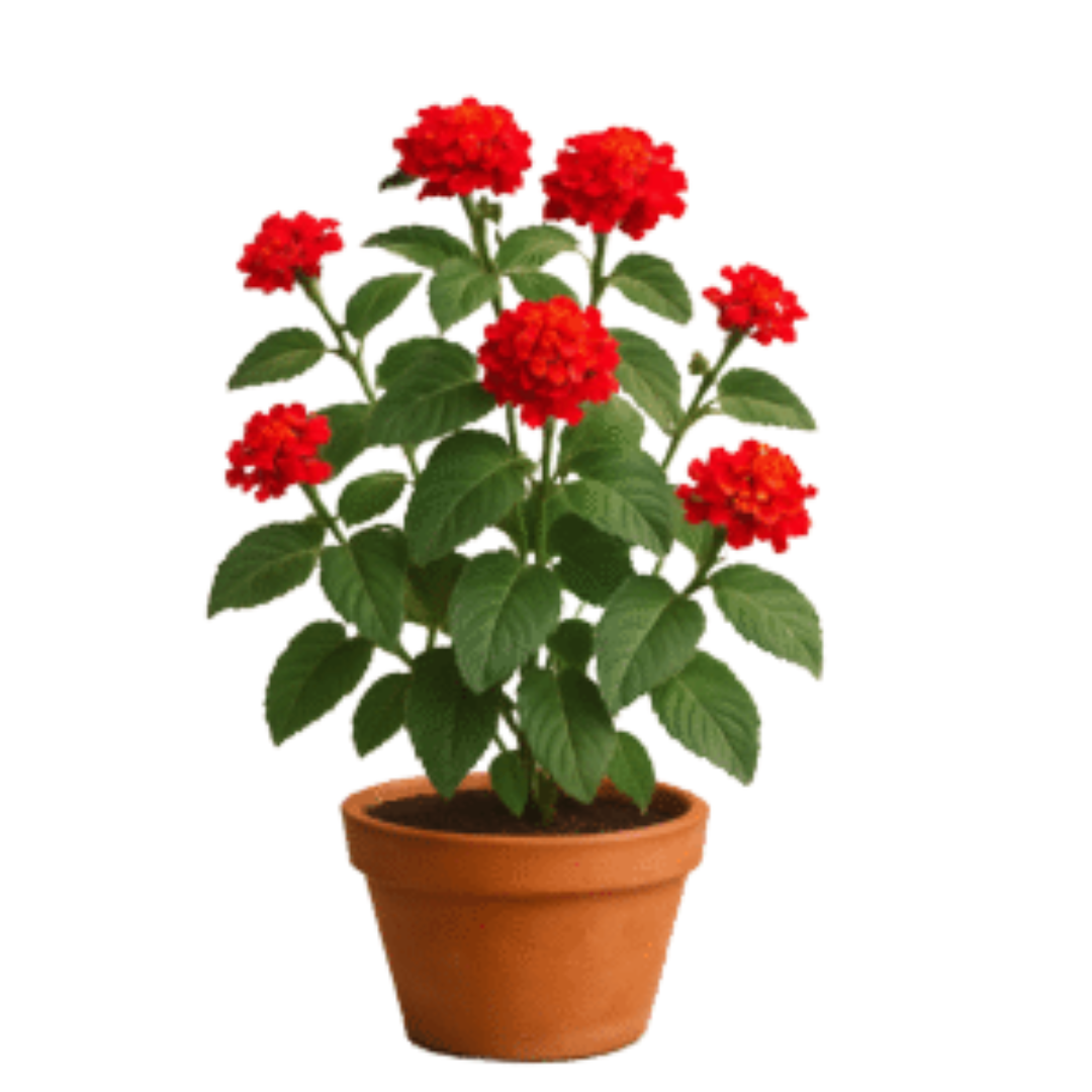 Lantana Red plan