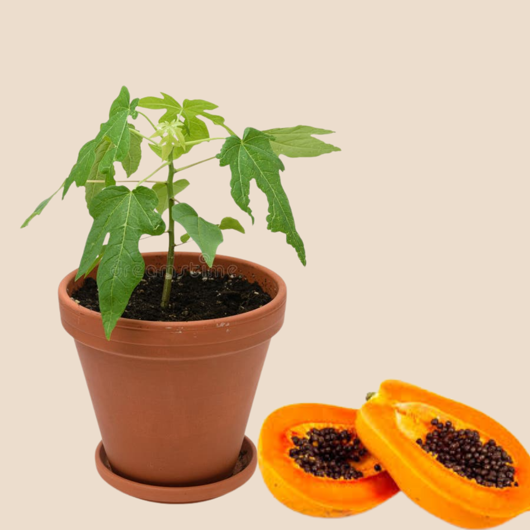 Papaya seeds
