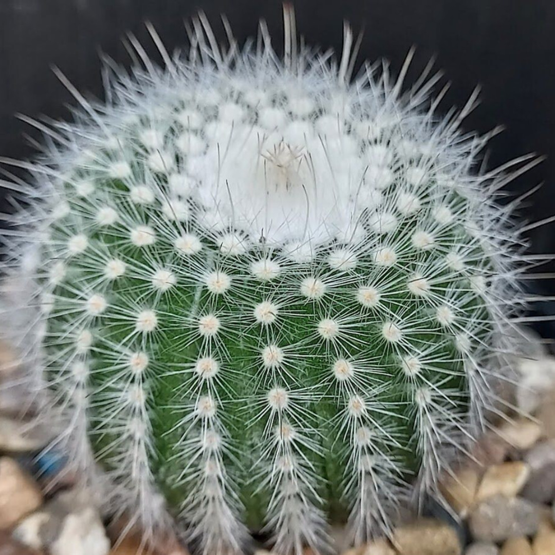 Parodia scopa (1)