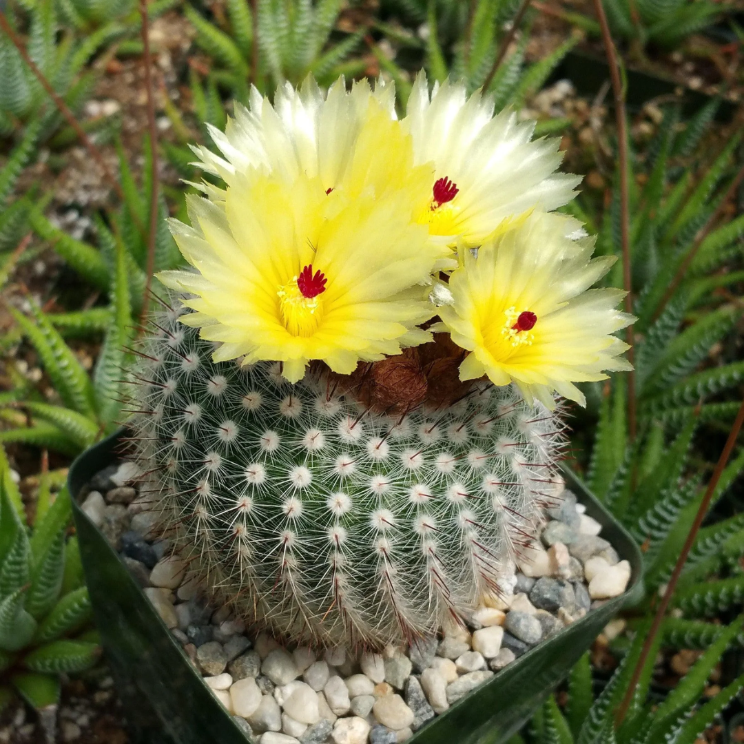 Parodia scopa