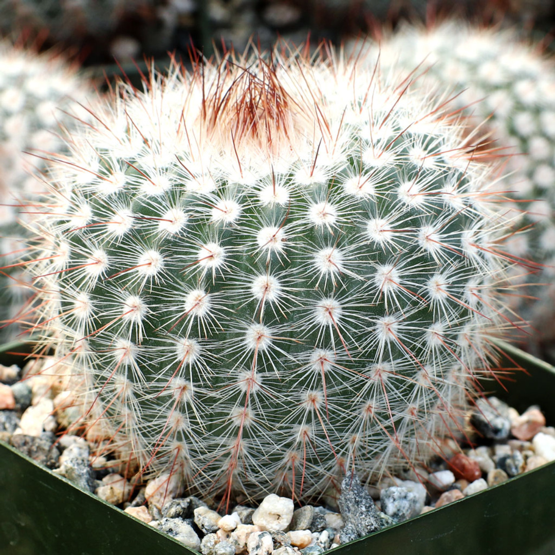 Parodia scopa – The Silver Ball Cactus - Image 3