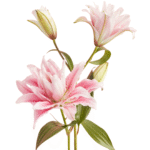 A beautiful blooming Lily Flower seeds with delicate petals in soft pink and white, surrounded by green leaves.