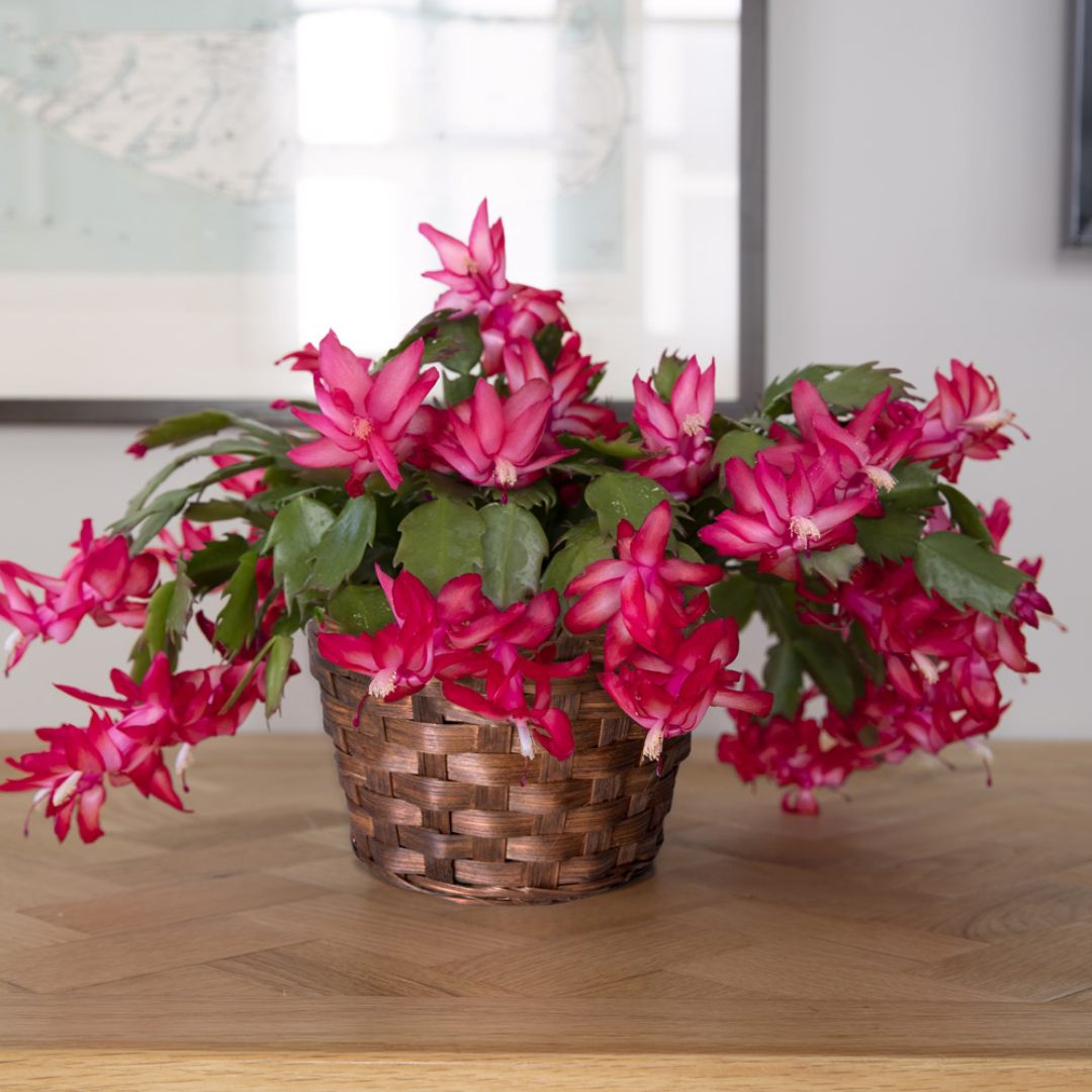 Schlumbergera spp (2)
