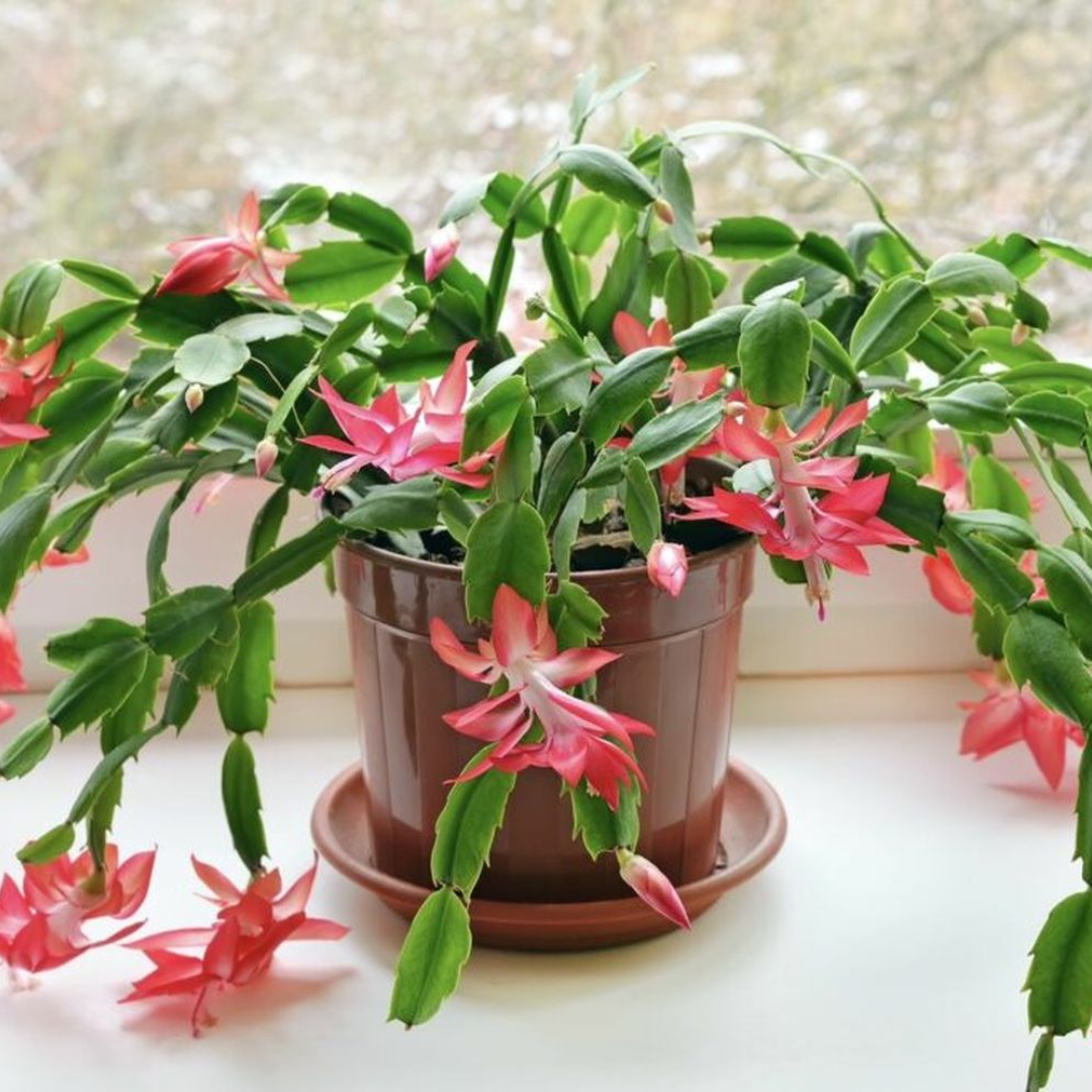 Schlumbergera spp (Christmas Cactus) - Image 3